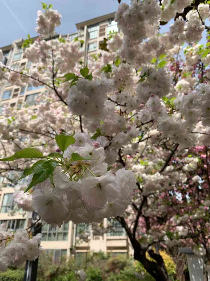 张文国梆梆肉葫芦头泡馍-"在西安的最后一天,沿着城墙外溜达看着这.
