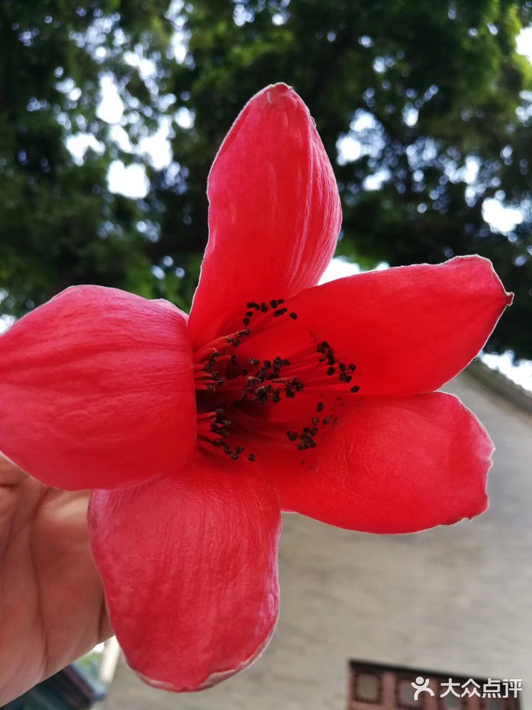 木棉花是广州的市花又叫英雄花陵园西路海珠广场