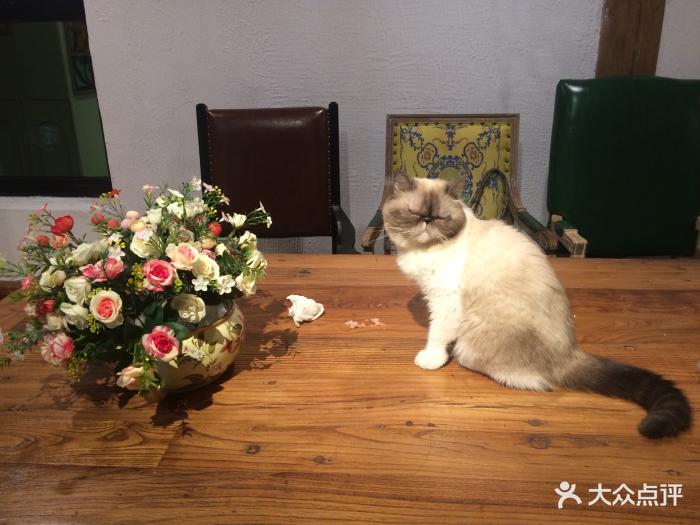 猫小院猫主题餐厅(南锣店)图片 第13826张