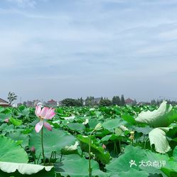 【莲泗荡风景区】电话,地址,价格,营业时间(图 嘉兴周边游 大众