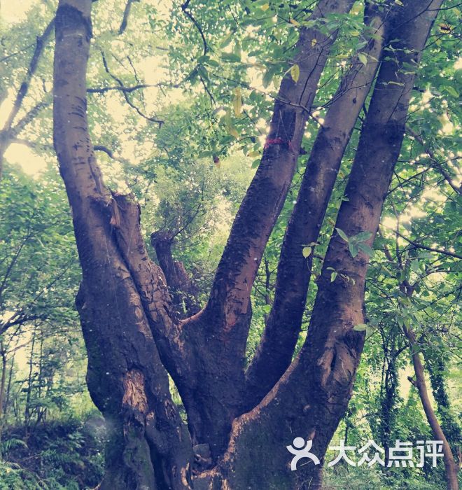 黄葛古道图片 第11张