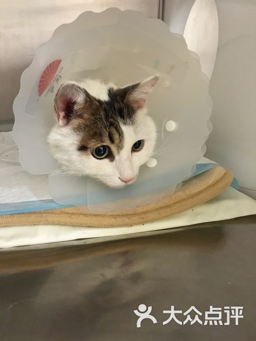 纳吉亚动物医院(成都分院)-图片-成都宠物-大众