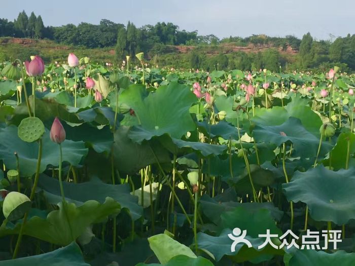 响水滩荷花生态园图片 - 第2张