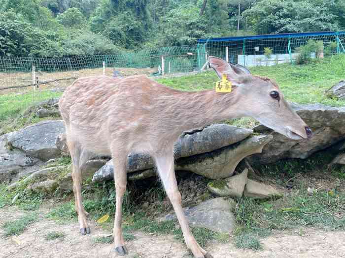 常青国际羊鹿山景区-"就是喂鹿嘛,可以和几只鹿子亲密