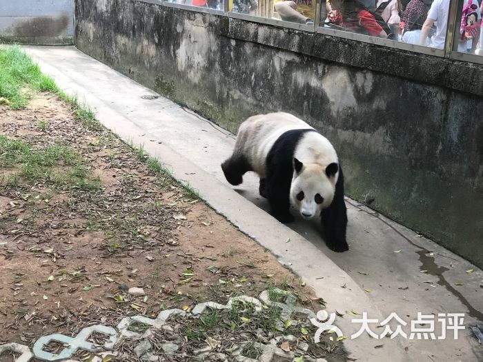 海峡(福州)熊猫世界图片 - 第5张