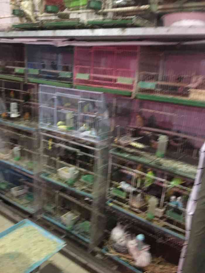 硚囗花鸟市场-"{硚口花鸟市场90}9878在京汉桥.