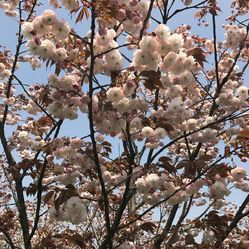 大洋湾樱花园门票_地址_地图_攻略(图)-盐城