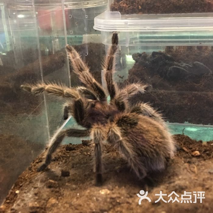 十里河花鸟鱼虫市场-图片-北京购物-大众点评网