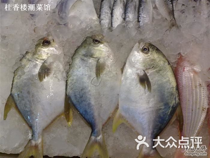 鱼图图片 ND6OY0MJegBnAMTGrXaZCdfcIoE3farLxz_UfGaoXXTyruugCiVRG1P-dzvdbhycTYGVDmosZWTLal1WbWRW3A.jpg