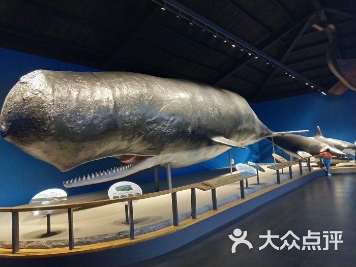 青岛水族馆抹香鲸图片 - 第2张