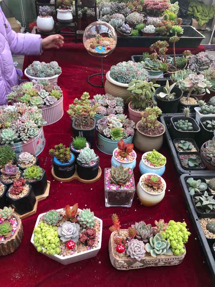 大明宫花卉市场-"这个花卉市场貌似已经拆掉了吧,商户