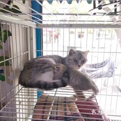 宠物店给小猫洗澡要多长时间 NIoQHm-qOl4JMGds5EJzvhg4mDVEPPBODJcvR7apl4zIPdgsnHBjiHrCah_6I5R5uzFvxlbkWx5uwqY2qcjixFEuLYk00OmSS1IdNpm8K8twhW7bzr4O88Ivp4FuDG0SfCF2ubeXzk49OsGrXt_KYDCngOyCwZK-s3fqawWswzk.jpg