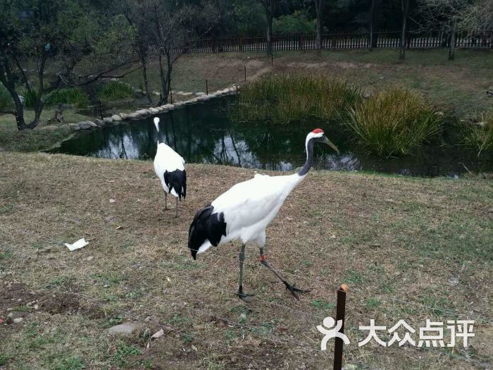 沈阳森林动物园丹顶鹤图片 - 第76张