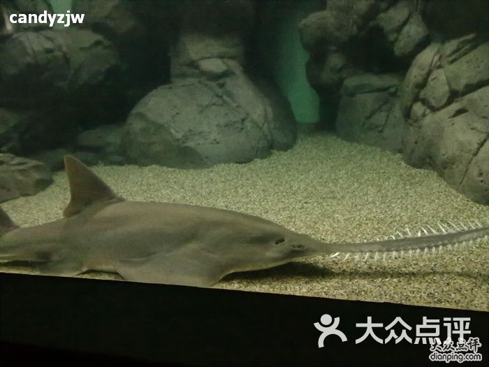 上海海洋水族馆锯鲨图片-北京海洋馆-大众点评网