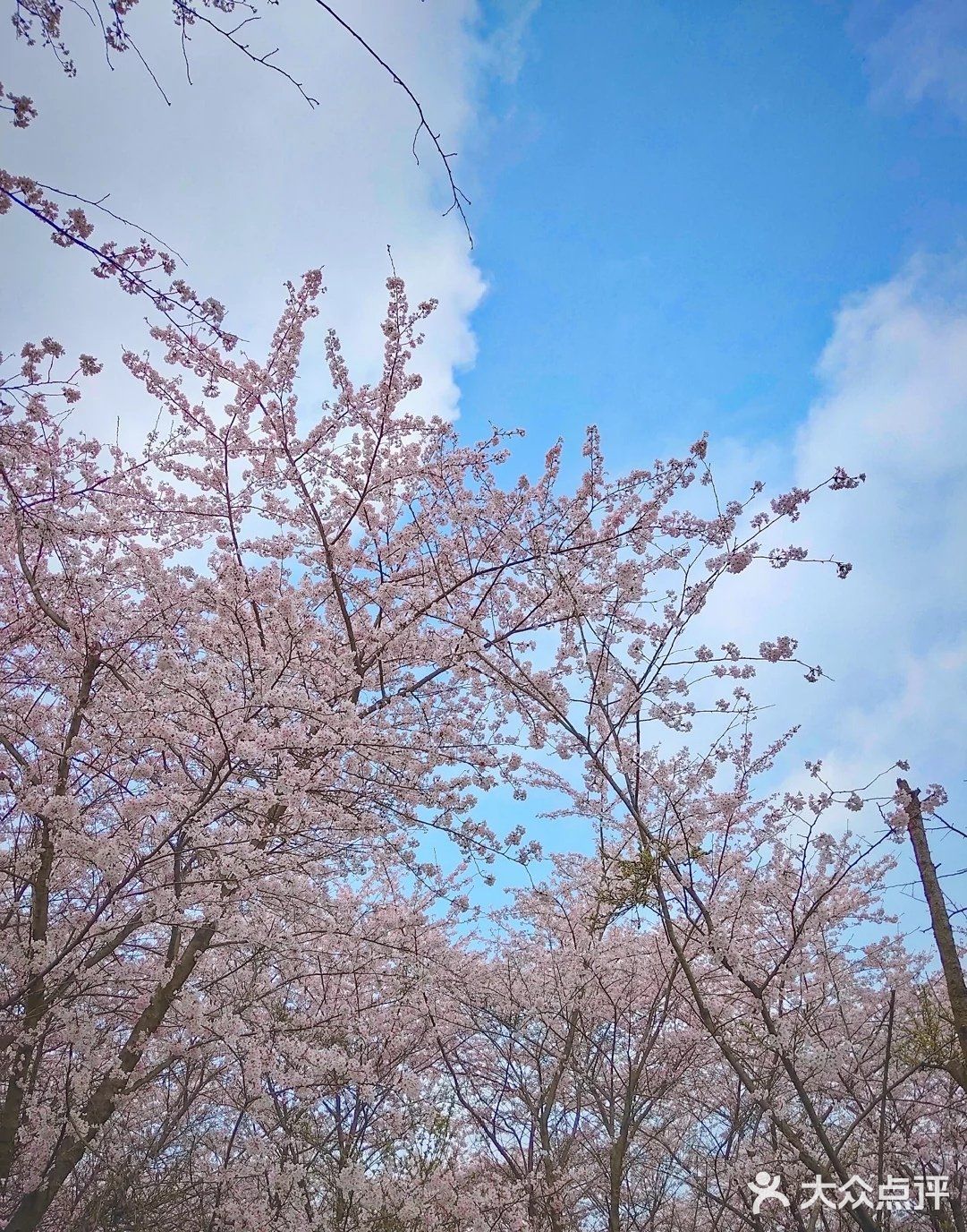 贵州 平坝农场樱花园