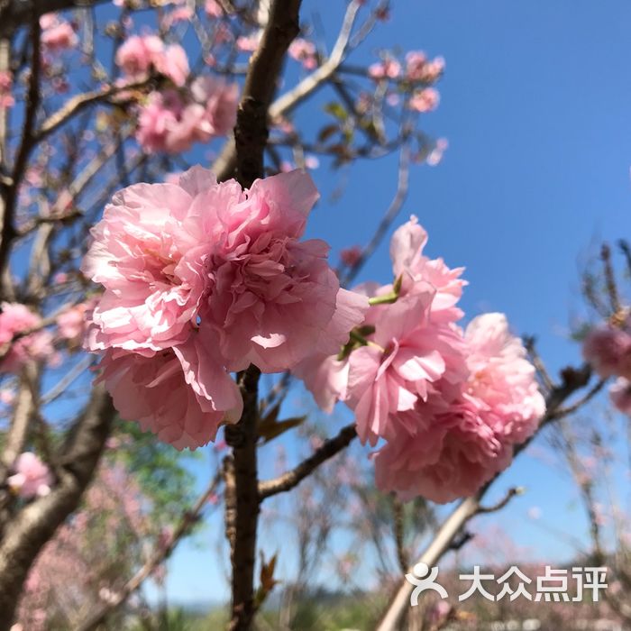 天适樱花悠乐园