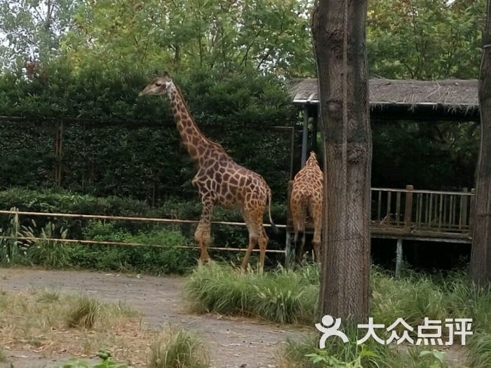 上海野生动物园长颈鹿图片 - 第11491张