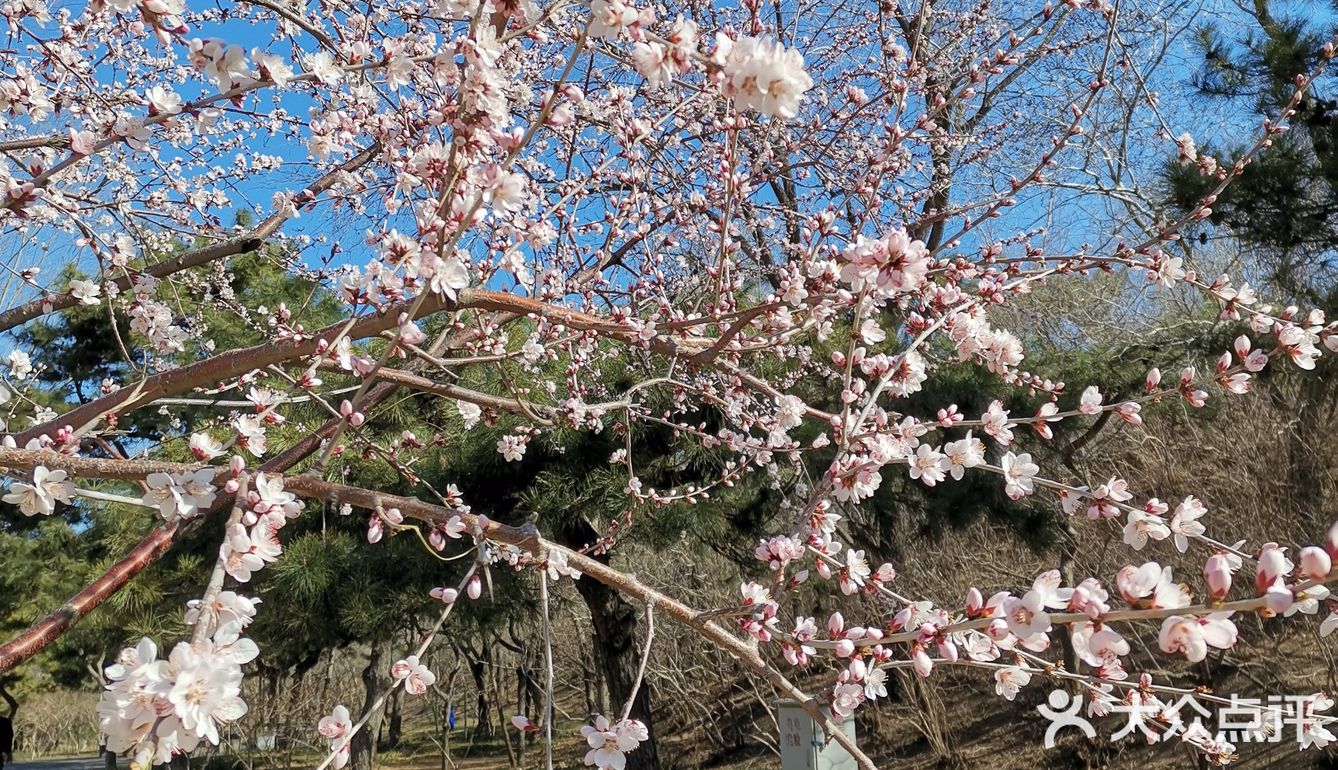 不知何时花开成片,是樱花,是桃花,是杏花