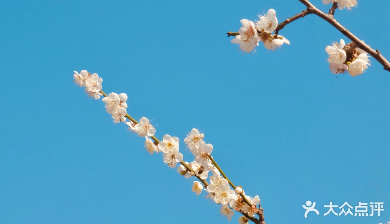 广州公园·梅花都开好啦94春节赏花好去处