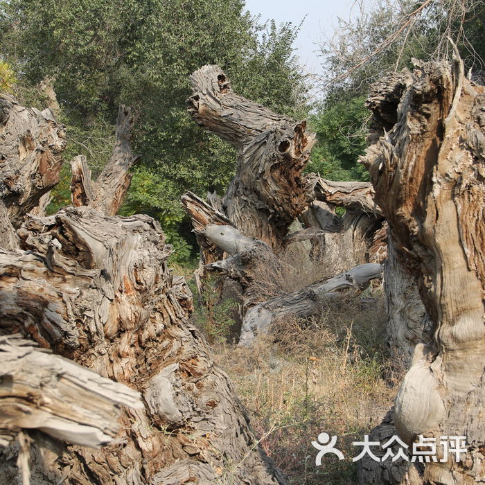 新疆古生态园汗血马基地