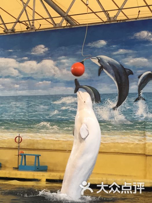 广州海洋馆白海豚图片 - 第3张
