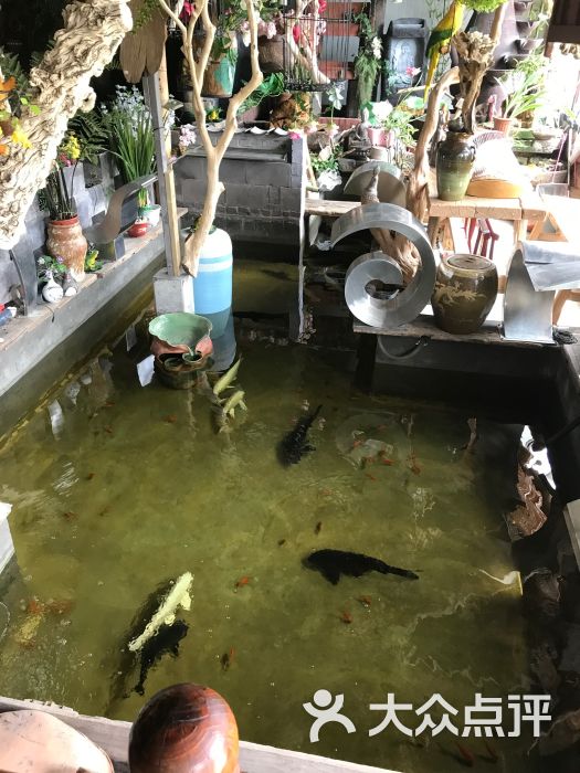 九鑫花卉水族图片 - 第54张