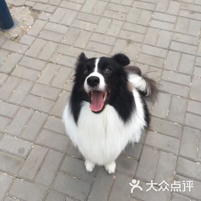 宠物大篷车(寄养 训练 酷迪宠物)-图片-北京宠物
