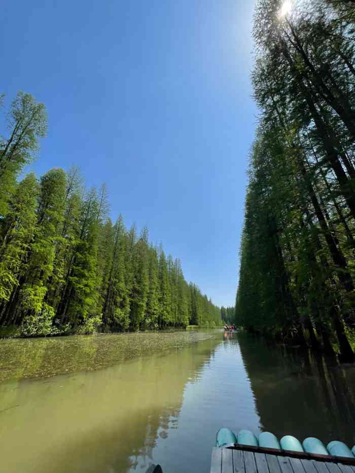 金湖水上森林景区