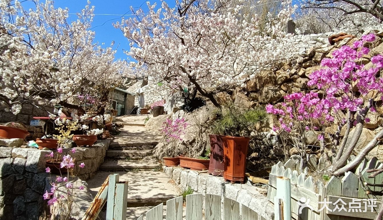 春天看樱花赏樱花的好地方崂山北九水