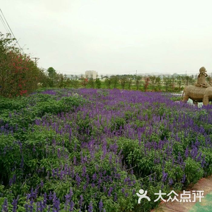 德华湿地花海