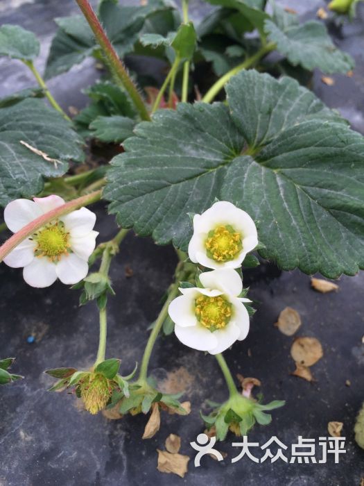 洛带草莓基地-图片-成都生活服务-大众点评网