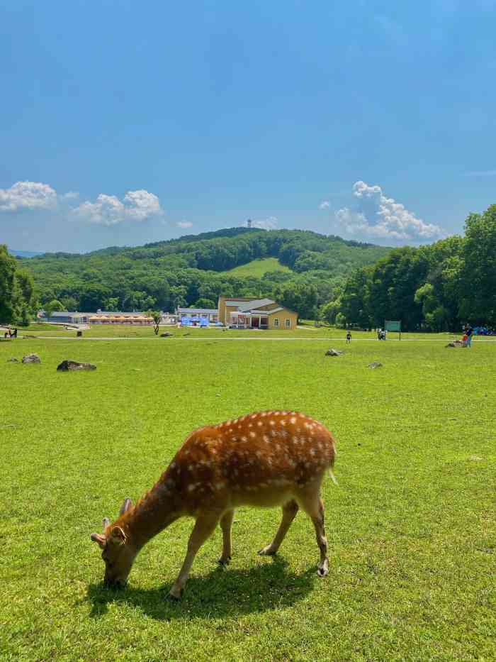 森工平山皇家鹿苑景区