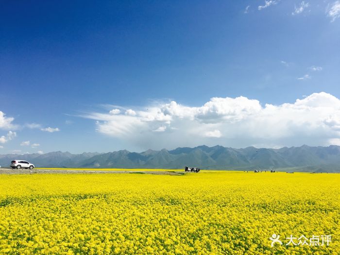 门源百里油菜花海图片 - 第512张
