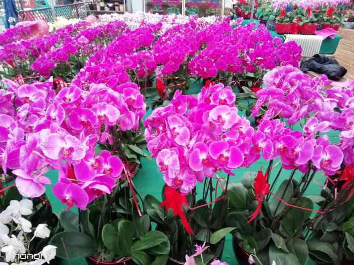 青州花卉市场