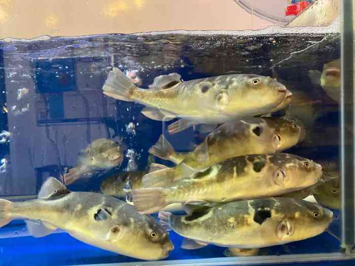 八月花河豚馆-"主打的是河豚刺身,但我不吃生食,所以.