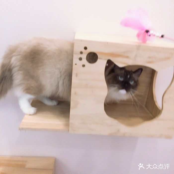 猫咖(万达广场店)图片 第43张