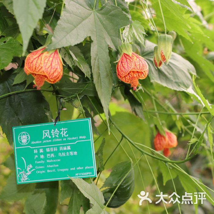 北京世界花卉大观园图片-北京植物园-大众点评网