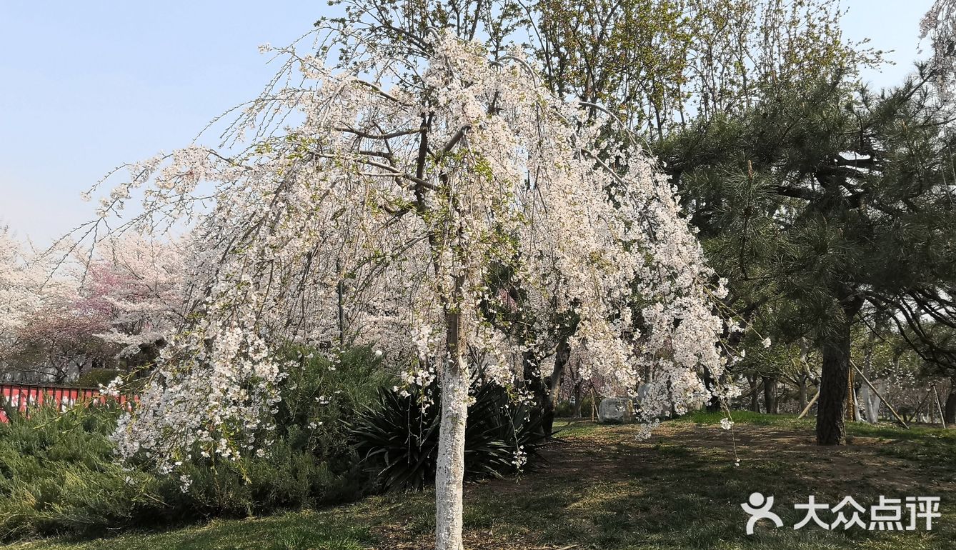 拥有北京市内最美的樱花园