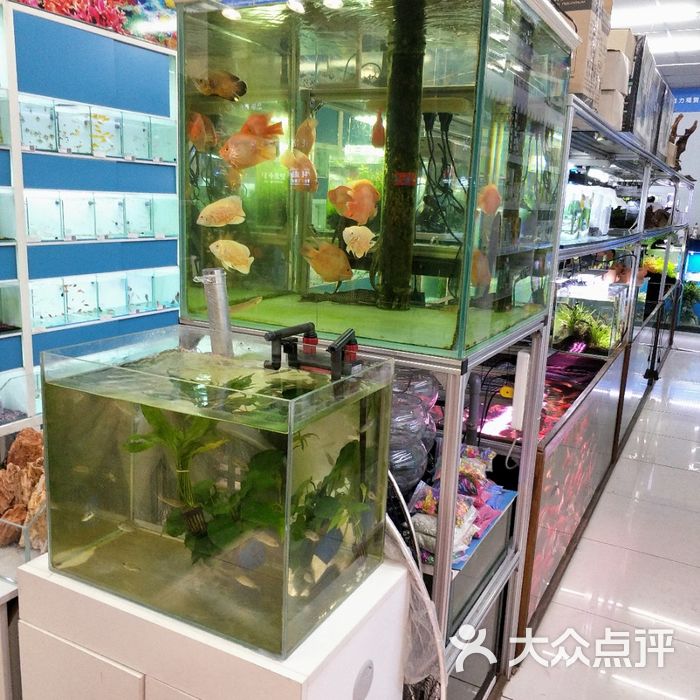 艾喜力观赏鱼水族馆图片-北京宠物店-大众点评网