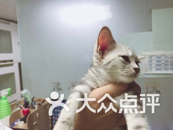 猫病短剧，一部关于宠物健康与人类情感的微妙交织