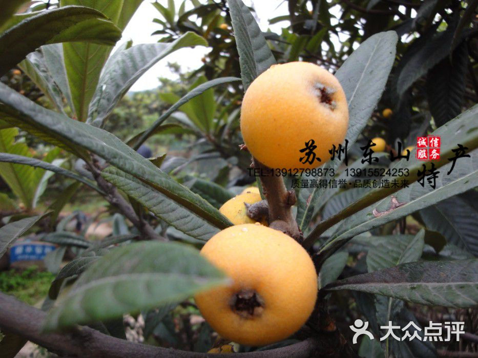 苏州东山白玉枇杷-1