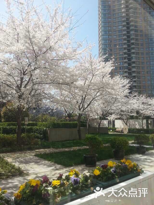 樱花盛开季