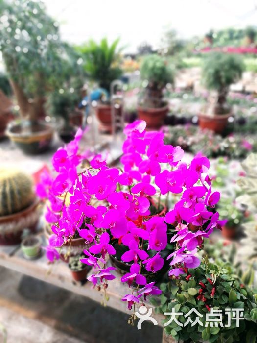 飞越花卉基地图片 - 第4张