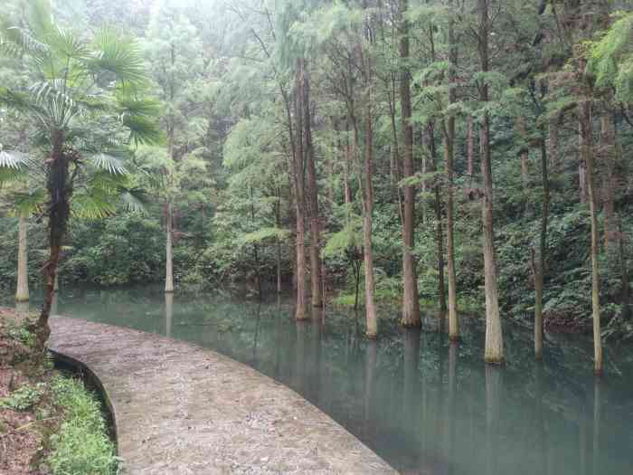 大山冲森林公园-"这个地方景美人少还不需要门票,停车