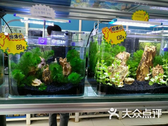 艾喜力观赏鱼水族馆(回龙观分店)图片 - 第91张