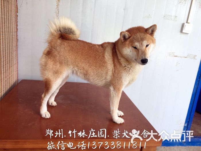 郑州竹林庄园柴犬犬舍图片 - 第35张