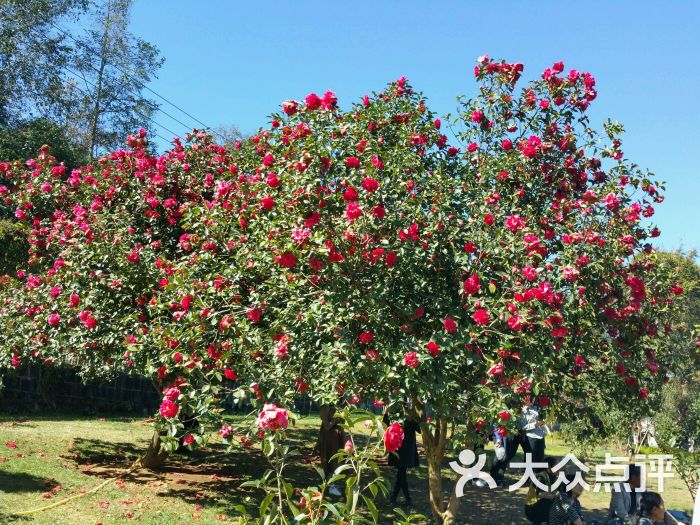 来凤山茶花基地-图片-腾冲市休闲娱乐-大众点评网