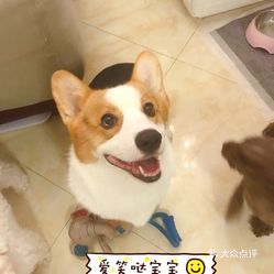 哪里的大学可以带宠物 OPlhO8KD8LnOJN9vKpniSgMjoo963czOgwJtATPvGjlKRdhXVHTmUsh3r_s-B_b-uzFvxlbkWx5uwqY2qcjixFEuLYk00OmSS1IdNpm8K8twhW7bzr4O88Ivp4FuDG0SfCF2ubeXzk49OsGrXt_KYDCngOyCwZK-s3fqawWswzk.jpg