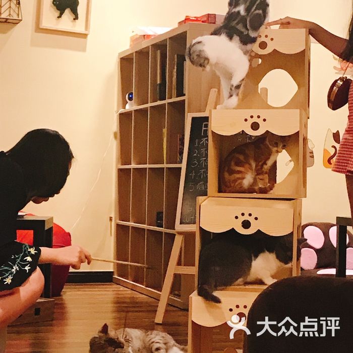 衔蝉猫咖