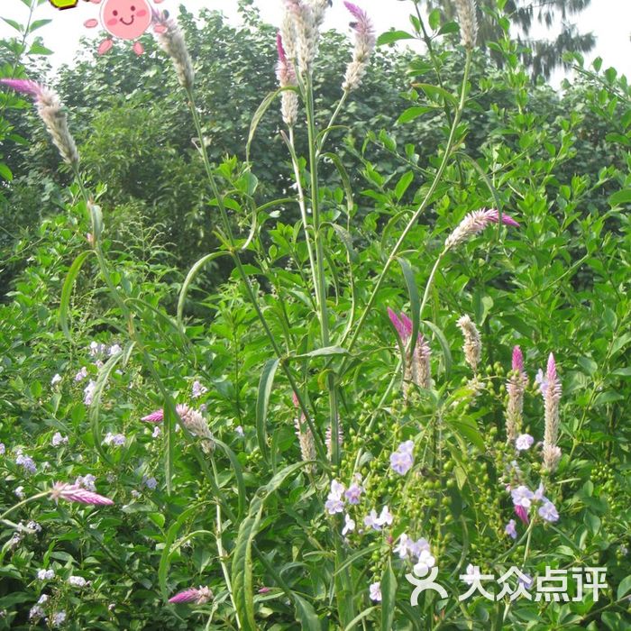 香港湿地公园又不知名,先叫哨子花.图片-北京公园